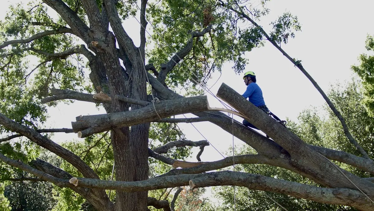 Professional Hazardous Tree Removal performed by certified arborists in Rushville